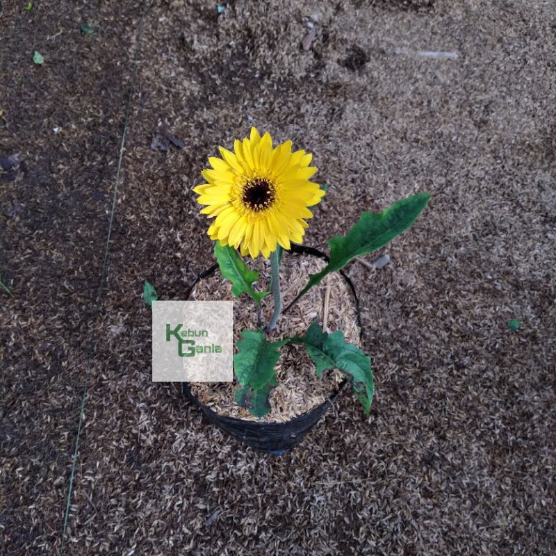 Bunga hebras gerbera kuning bunga hias murah