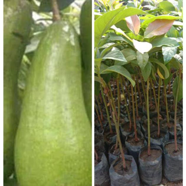 BIBIT ALPUKAT ALIGATOR