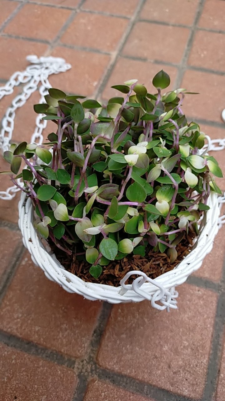 Tanaman Hias  Gantung Kribo