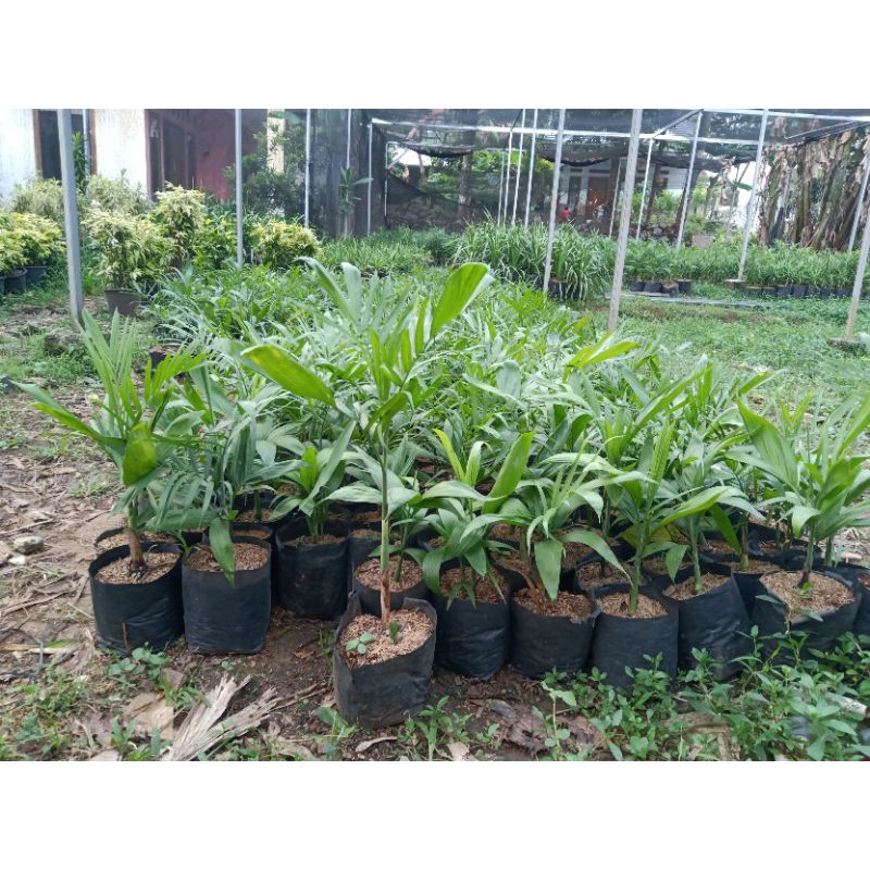 

Palem Komodoria Bibit