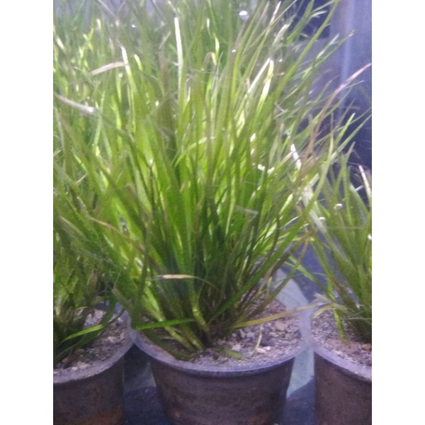 Tanaman Aquascape Blyxa japonica