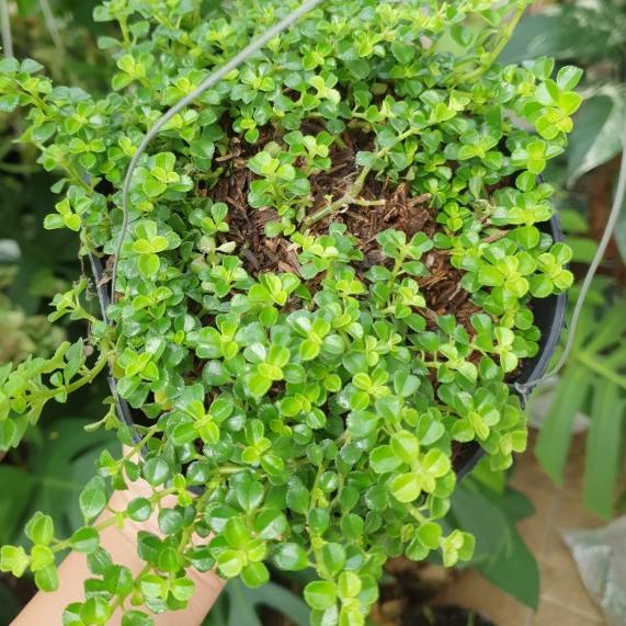 ♗ Pilea pinokkio /pilea depressa tanaman mudah dirawat lucu dan gemes ♠