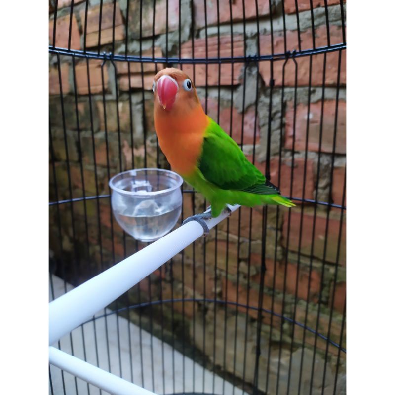 Lovebird biola green