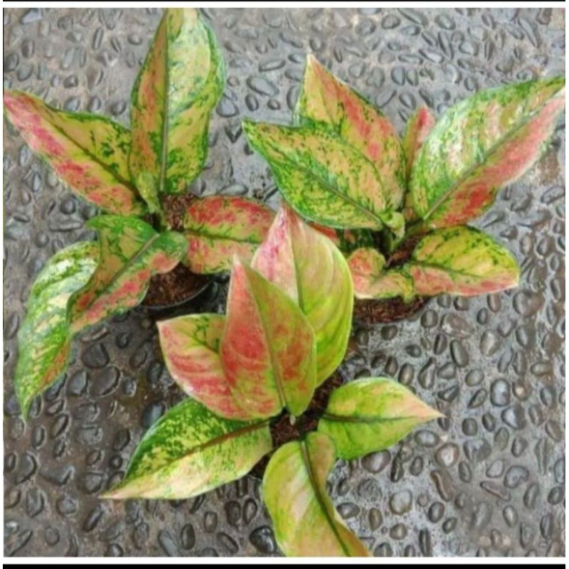 Tanaman hias aglonema Heng Heng - aglonema Heng Heng