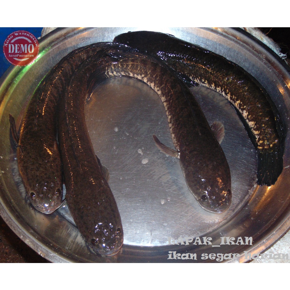 Ikan Gabus Hidup Live 1Kg Ikan Air Tawar Segar