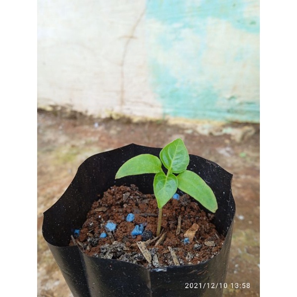 Bibit pohon cabe rawit merah setan