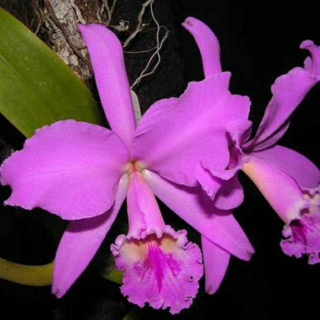 Anggrek Cattleya Mantini | Catleya Mantini | Cattleya Siap Bunga | Catleya Mantinii