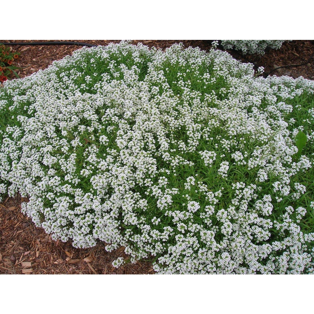 Benih Bibit Biji - Bunga Alyssum Carpet of Snow Flower Seeds - IMPORT