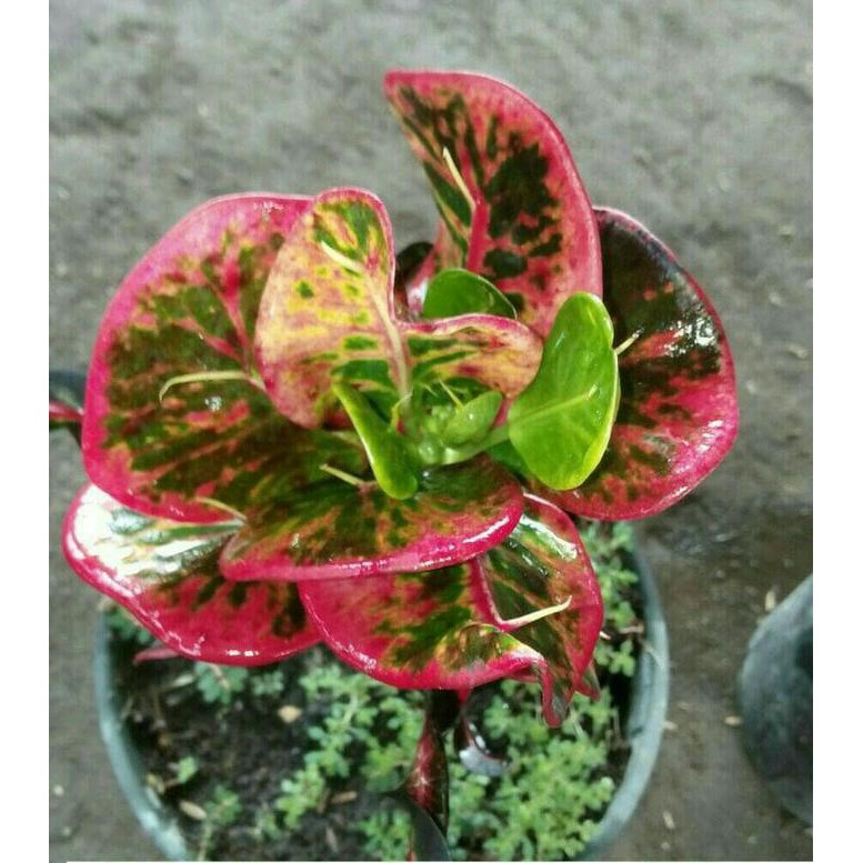 Bibit Puring Apel Merah Gsp