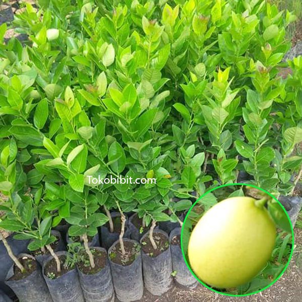 Tanaman Buah Jeruk Lemon Tea | Shopee Indonesia