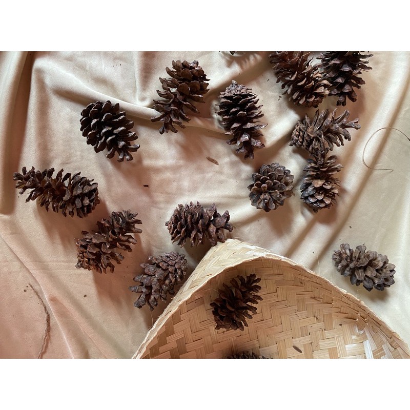 

Biji pinus rustic