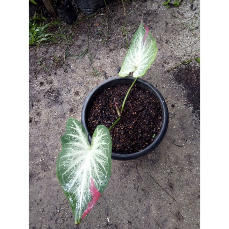Caladium Shycool / Cat Tumpah / Tumpah Cat