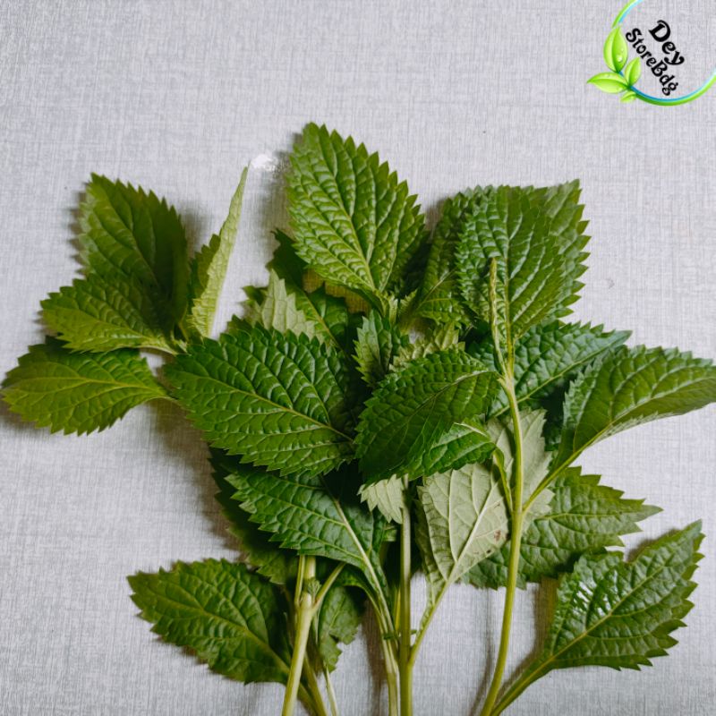 

Jual Daun Jarong Atou Pecut Kuda Segar per 1 kg
