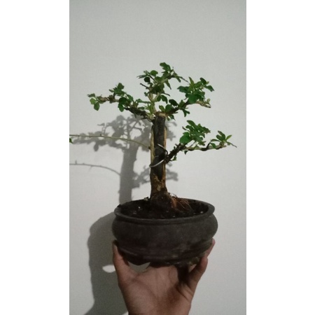 bonsai sisir mame siap pajang bonus gunting dahan dari best tools