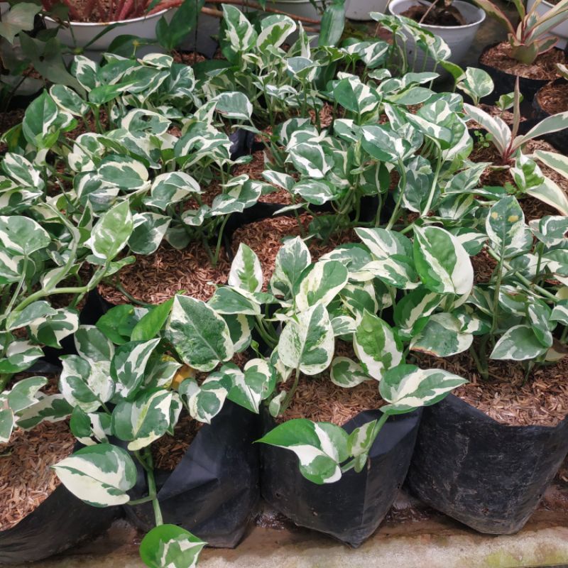 TANAMAN HIAS SIRIH GADING VARIGATA / SIRIH GADING NJOY / TANAMAN MERAMBAT