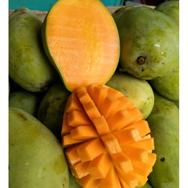 

Mangga Cengkir Indramayu Matang / Buah Promo
