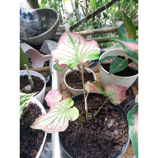 lumbu wayang corak merah