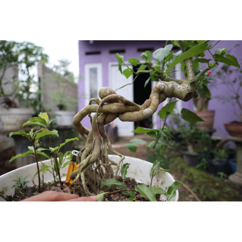 Bahan Bonsai kembang sepatu mikro