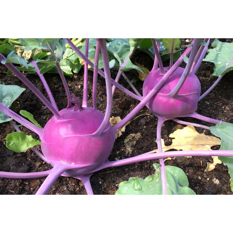 Benih-Bibit Kohlrabi Purple Vienna (Haira Seed)