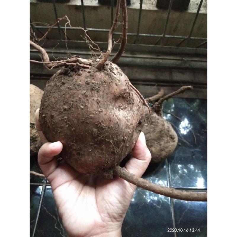 #stephania #caudex #suberosa #venosa