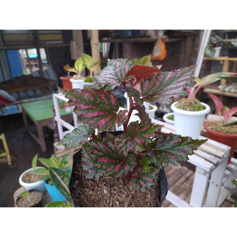 Begonia cherry / Serrati Petala / Begonia Rex