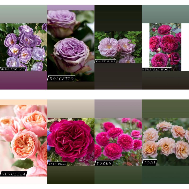 Paket 6 pohon MAWAR IMPORT - mawar murah - tanaman hias