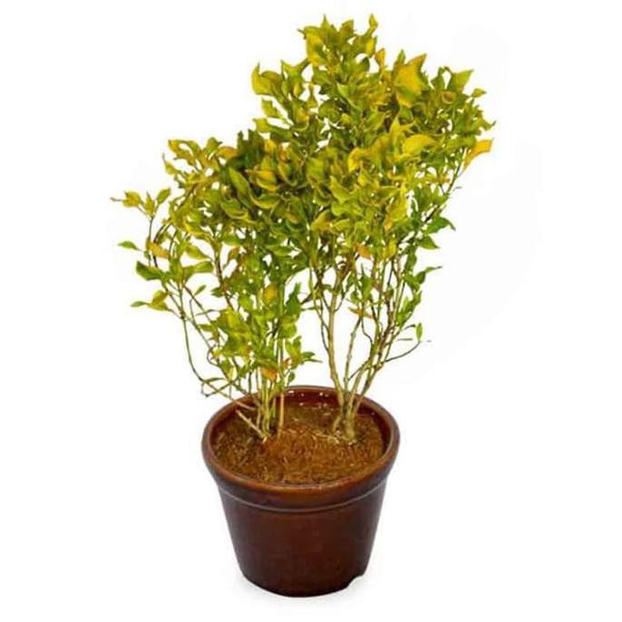 BIBIT TANAMAN HIAS BUNGA MELATI KUNING ASLI