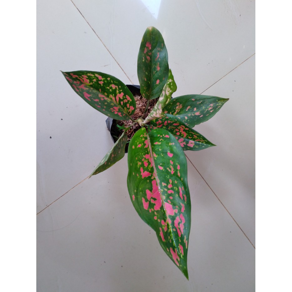 Aglaonema Ruby Chiangmay