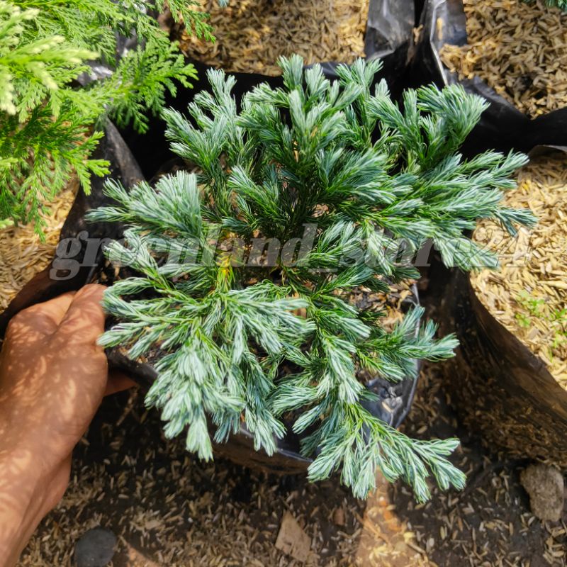Tanaman hias Cemara salju - cemara salju - pohon Cemara - Cemara - bibit bonsai - bibit Cemara salju