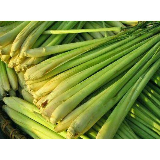

500 GRAM SERAI / SEREH BUMBU / HERBAL SEGAR TANAMAN HERBAL PENGIRIMAN CEPAT