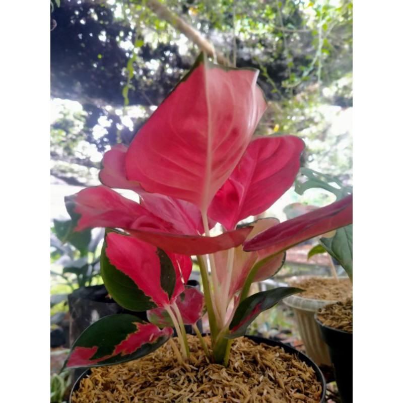 Tanaman Hias Aglonema Suksom Jaipong&anak lokal