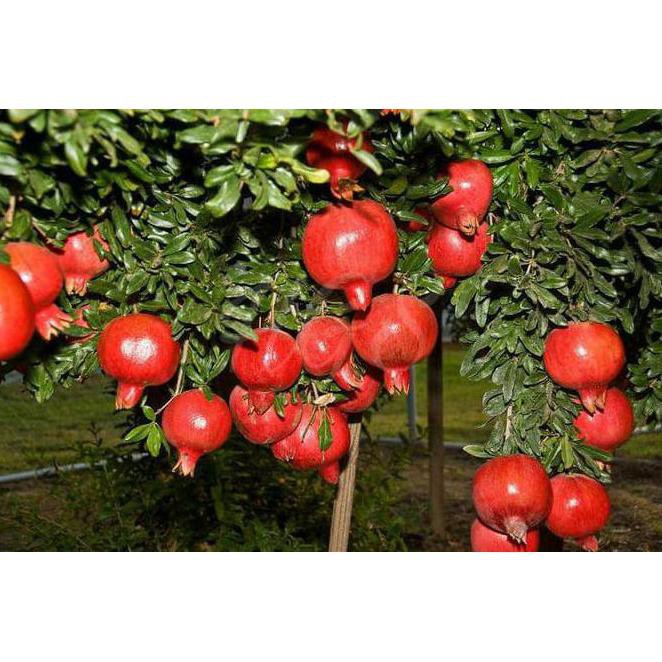Bibit Tanaman Buah Delima Merah Dwarf Pomegranate Segar An+