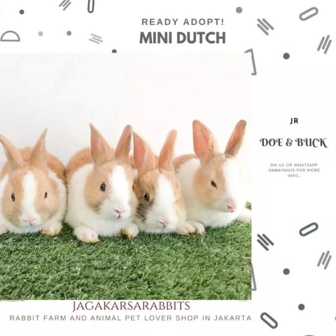 

PROMO kelinci mini dutch (orange putih, coklat putih)