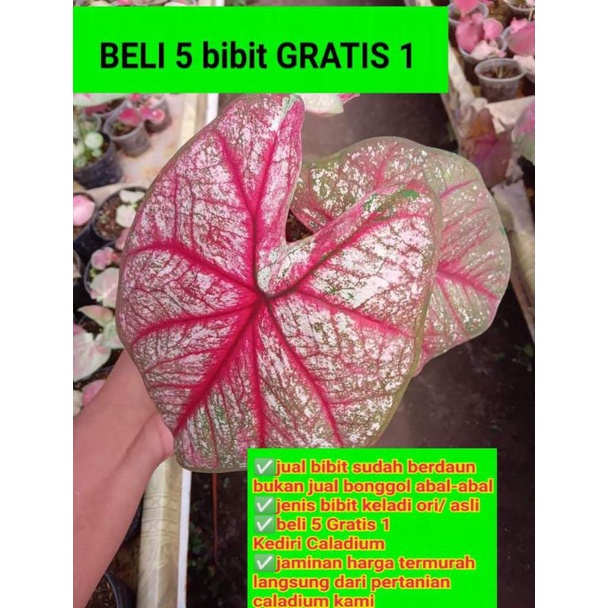 Caladium Thailand murah Kode 010 bibit anakan