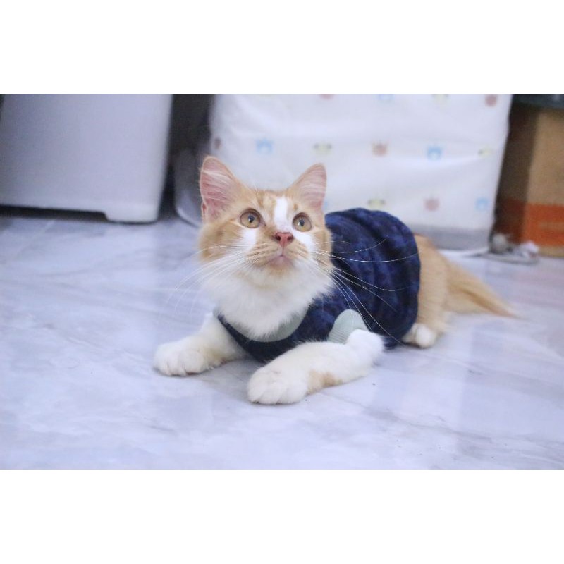 Kaos rumahan warna biru lucu untuk kucing / Baju kucing murah size S M L XL