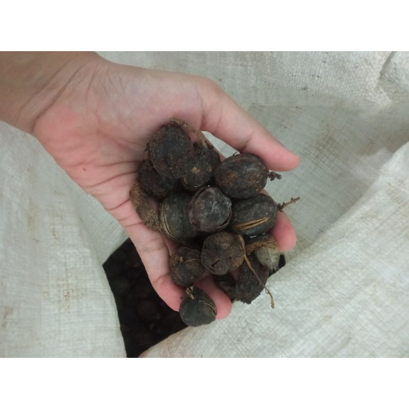 

Buah jarak pagar kering 100gr