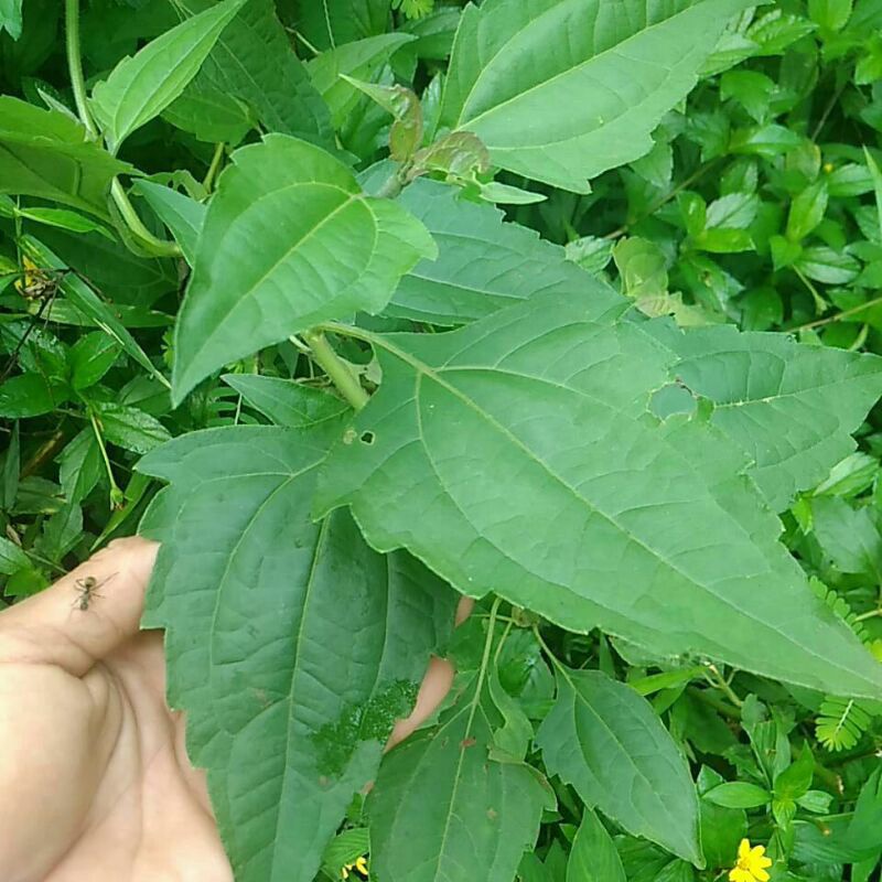 Jual Daun Balakacida Atau Daun Kirinyuh Segar Fresh 500gram Murah Shopee Indonesia 6644