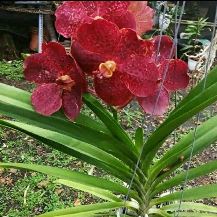 ready Bibit bunga anggrek vanda merah maroon