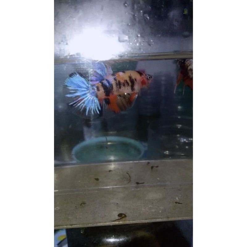 cupang murah giant multy base yellow