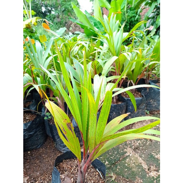 TERLARIS ( BISA COD ) TANAMAN HIAS PALEM BOTOL / PALEM MERAH