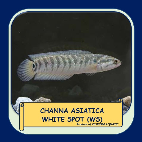 IKAN HIAS AIR TAWAR - CHANNA ASIATICA WHITE SPOT WS (±8cm)