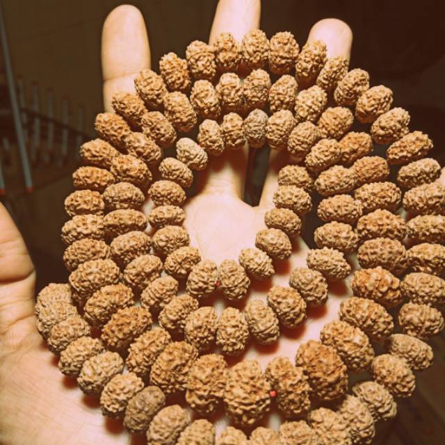 Jenitri gepeng good quality