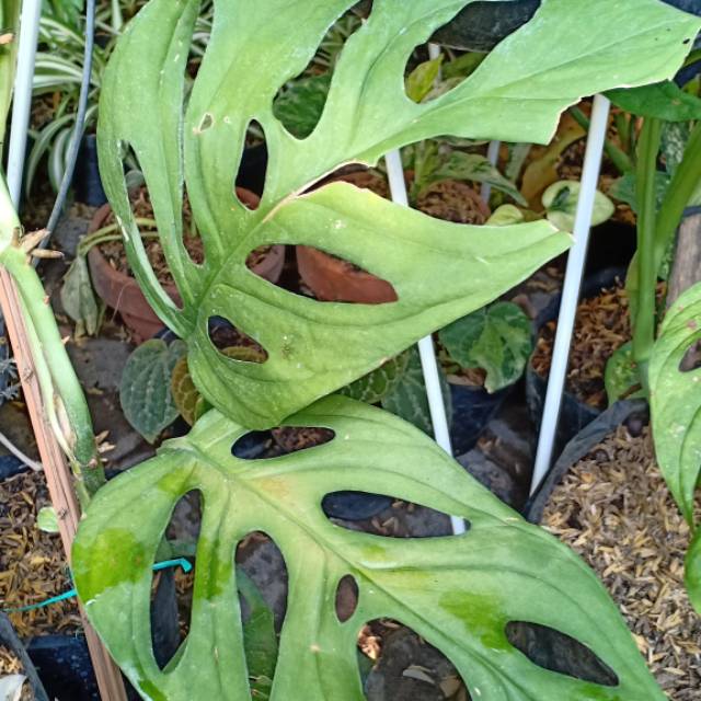 Janda bolong daun besar 2daun