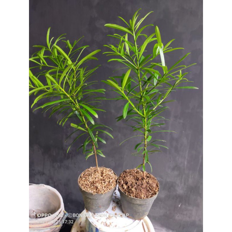 Lohansung Kapsul bibit bonsai murah