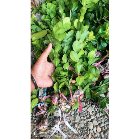 bibit murah ficus compacta (rawatan & turun cangkok)