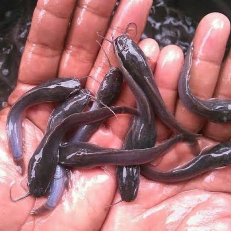 Bibit Lele sangkuriang 7-8cm