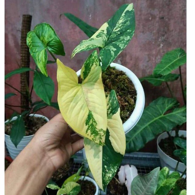 syngonium varigata yellow