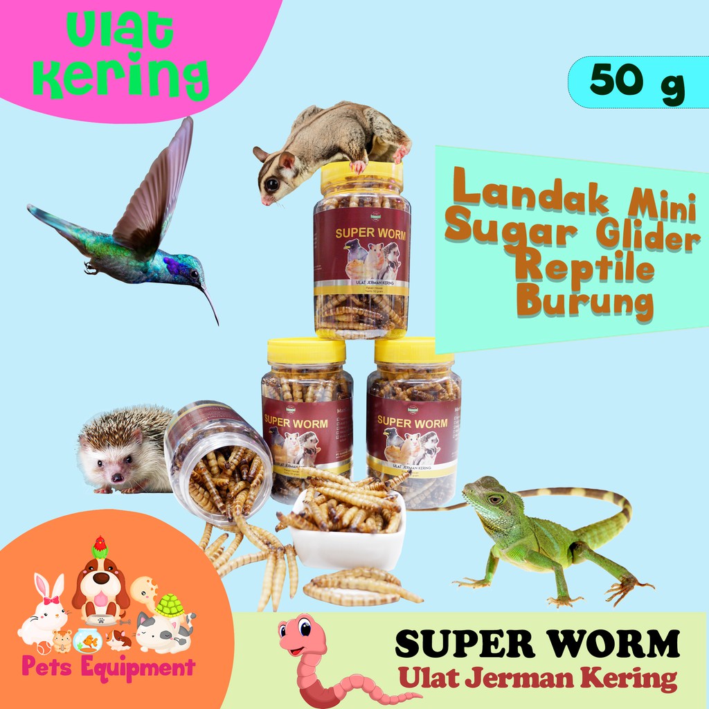 Ulat Jerman Kering / Super Worm / makanan landak mini / makanan reptil 50 gram
