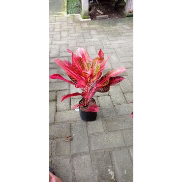 bibit tanaman hias bunga puring pink meridian