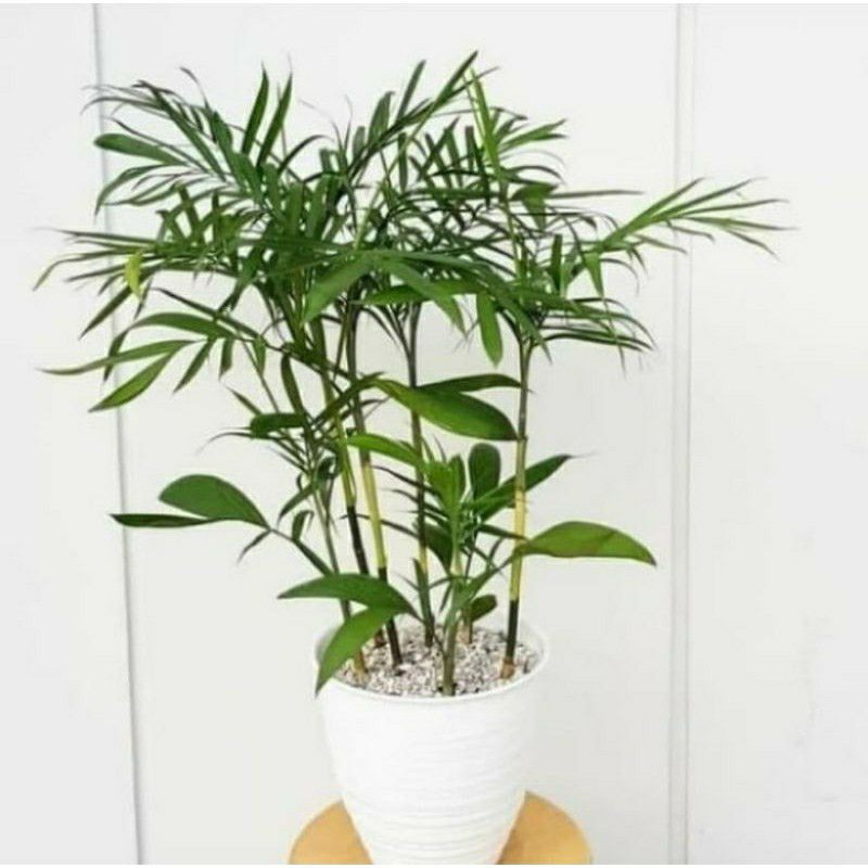 Tanaman palem komodoria -. palem komodoria